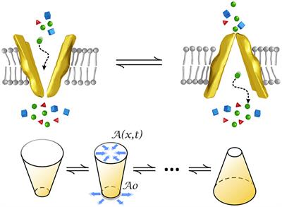 Computational Model for Membrane Transporters. Potential Implications for Cancer